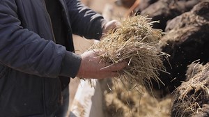Rex Tilton has a herd to feed. A VS510 single-screw vertical mixer helps him get it done with minimal waste. | Vermeer Agriculture