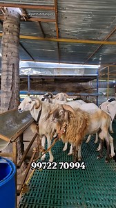 Amingad Sheep available for Bakrid 2026 #reels #reelsinstagram #instagramreels #reelitfeelit #instaevening #instalike #viralreels #viralvideos | Jkgoatstudiobangalore