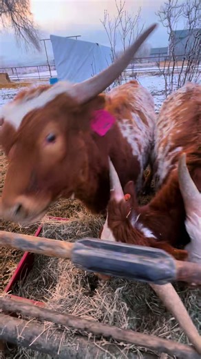 These lovely ladies are trained. Girls giving mom the boop boops. #farmtok #boopthesnoot #fyp #texaonghorncattle #cattle