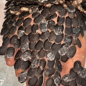 Tick Removal: A Step-by-Step Guide #ticks | Luke Herrera