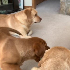 43 reactions | C’mon brother, PLAY wiz me! | Sugar Shack | Facebook