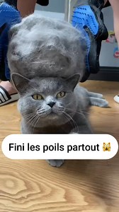 😻 Ton chat perd ses poils PARTOUT ? ➡ Ce gant les attrape en quelques secondes 🧤✨ En plus, ton chat va ADORER ce moment câlin 💕 🔥 Essaye-le et dis adieu aux poils sur le canapé ! 👉 Disponible ici : https://woufie.com/collections/nos-produits #chats #chat | Woufie
