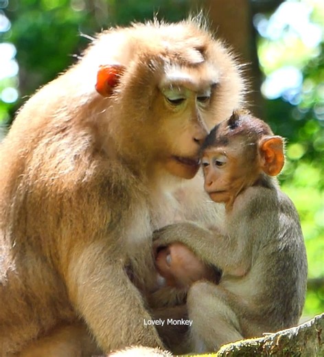 Most adorable baby monkey! Monkey rose she is take care newborn baby monkey Robin more drink milk, lovely monkey. | Lovely Monkey