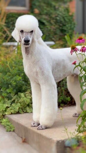 Decided to take all the body hair off Zuko since it’s been so hot. He loves it. I’m hoping to grow him back into a German for photos which is why I kept length on the legs. I Used the andis emerge clippers for his body on a #5 blade, vida clippers on #40 for his face and feet, then scissored the rest. | Desert Rain Poodles