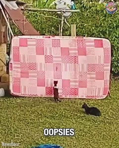 Climber kitten gets stuck under mattress | Bulky-Talkie