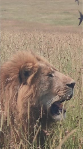 Oloshipa today Masai Mara national Kenya #Thesacredwildernessafaris #masaimara | Ben Letura