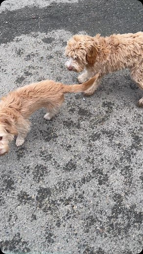 Leia was trying so hard to play with TomTom… she liked him so much and he just wasn’t taking the hint. 🙄 | The Pet Lodge at Yorktown