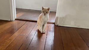 1.1K views · 18 reactions | In memory of our neighborhood cat Bowie. We will forever miss your meows  #catlover #meowmeow #kitty | CYBERYOGA | Facebook