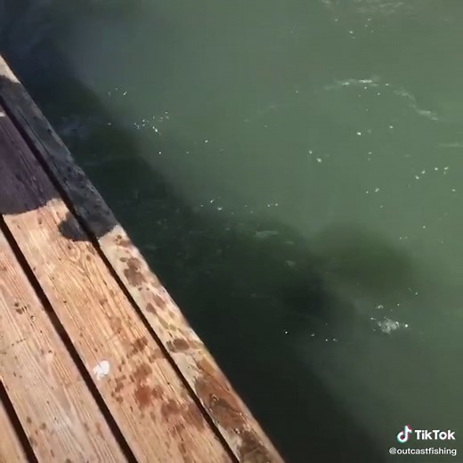 Cleaning fish on some docks in Hilton Head has some cool advantages. #shark #hiltonhead #bluffton #sharkfishing #sharkfeeding #hiltonheadisland
