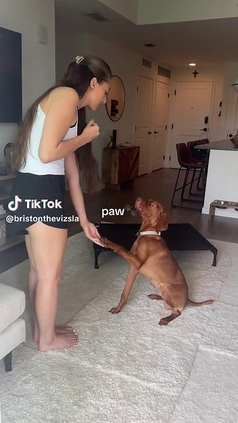 Effective Vizsla Training Techniques for Trust and Obedience