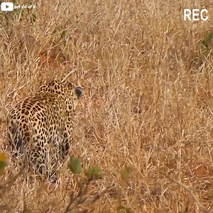 26K views · 32 reactions | Leopard slips and falls while hunting #animals #wildanimals #nature #leopard | Nature Animals TV | Facebook