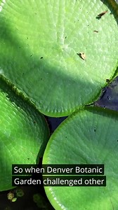 13 reactions | How much weight can a lily pad hold? You might be...