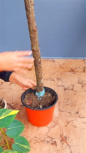 13K views · 322 reactions | Philodendron Trellis Hack: Using a Natural Branch for Climbing Support #philodendron #trellis #pothos | Flower lovers | Facebook