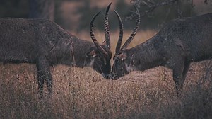 The intense showdown between two Waterbuck warriors. ⁠ #arathusa #arathusasafarilodge #luxurytravel #luxurysafari #africansafari #waterbuck #showdown #malewaterbuck | Arathusa Safari Lodge