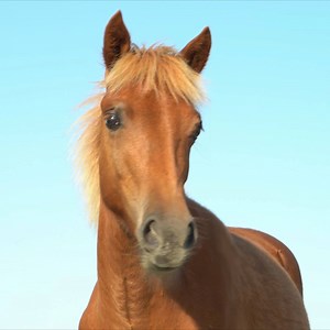 The Wild Horses are so Majestic! We took a fishing charter with Saltwater Adventures in Ocean City, Maryland to see the wild horses of Assateague Island. #travelblogger #maryland #OceanCity #travel #swsadventures #swsportsman | Cody & Kellie