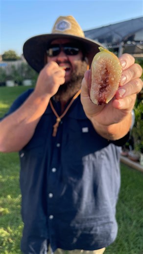 2.6K views · 74 reactions | Harvesting Giant Delicious Figs! | Texas Garden Guy | Facebook