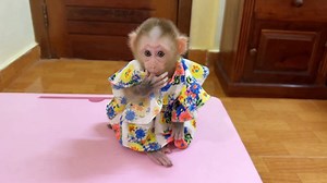10K views · 597 reactions | Linda Open Tiny Black Eyes Sad W0rry Mom & Lately Snack #monkey | PavPav ChiChi TV | Facebook