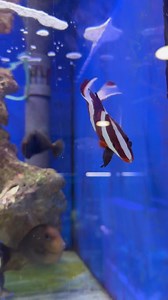 Lutjanus sebae è diffuso nell'Oceano Indiano e nell'Oceano Pacifico...