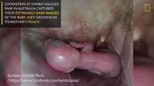 Extremely rare images of a baby joey growing in its mother's pouch. Watch more wallabies here: http://www.nationalgeographic.com.au/videos/other/taronga-zoos-surprise-wallaby-birth-4162.aspx | National Geographic Australia