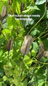 How to collect seed from your flowers #seeds #garden #plants | Dave The Plantman
