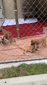 Puppies!!! | Sevier County Humane Society