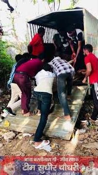 30 जून बबाई राज. में सिंग लगने से नंदी के शरीर पर गहरा घाव कीड़े पड़े हुए थे रेस्क्यू कर लाए