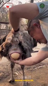 The ostrich, known for its impressive size and speed, is also fascinating when it comes to reproduction. A female ostrich typically lays 10 to 15 eggs at a time, which can weigh as much as three pounds each—making them the largest bird eggs in the world. The eggs are usually a creamy white color and have a tough shell that provides excellent protection for the developing embryos inside. Female ostriches often lay their eggs in a communal nest that may be used by several females, ensuring that th