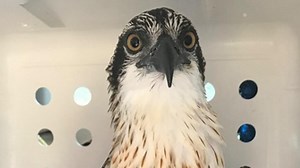 Surviving fledgling osprey’s big adventure taken to new heights