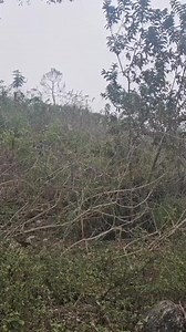 18 years old mother - Harvesting arrowroot to sell for money to buy food6 | NAGA Collection