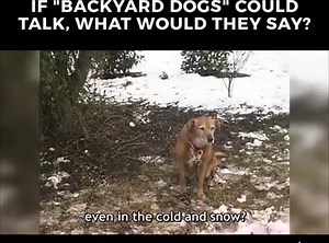 238K views · 3.3K shares |  | peta2 | Facebook