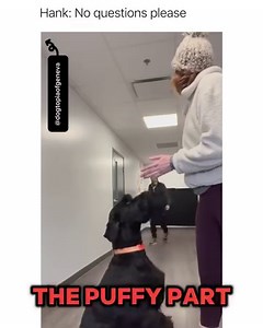 Hank came in hot and ready | Animal Memes