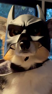 Batfitti is back 🦇 #corgi #batmancostume #halloween | Brady & Graffiti the Corgis