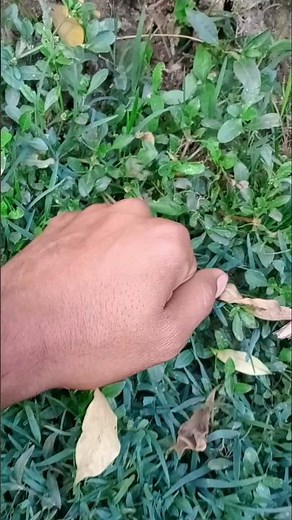 Beautiful White Moth 🦋 #jwildlifetv