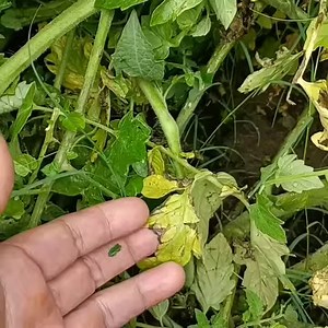 Early Blight of Tomato 🍅 caused by fungus Alternaria solani. Causes symptoms and control measures | Agriculture Activities