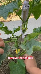 423 reactions · 102 shares | Proper pruning of cucumber | Lee Yumi | Facebook