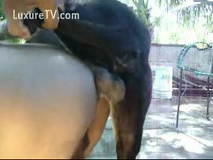 Big black dog goes balls deep and knots up in a wanting dude