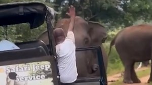 This safari tour guide knows exactly how to calm a feisty elephant in the wild. | USA TODAY