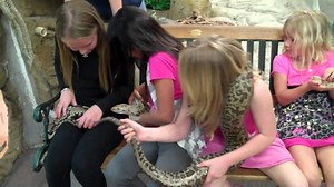 Fun & games @ thereptilezoo.com