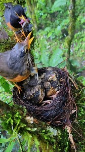 1.9K views · 14 reactions | Black-breasted thrush Bird | Natural Bird Check | Facebook