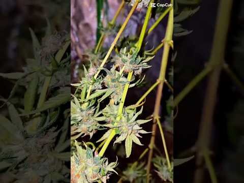 My Himalayan blue diesel￼ auto from JustCannabisSeed is chopped and drying 💨