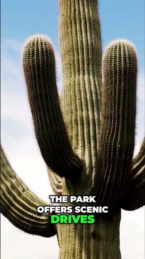 Explore Arizona's Iconic Saguaro Cactus in the Desert!