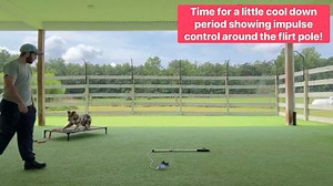 Ruby made friends with Roxy before she went home and she totally misses her pal! Here’s a look into a play session, interacting with Trainer Jason and the flirt pole, and then learning to chill out after getting hyped up by doing some duration work! Proud of you, Rubes! . . . . . #ruby #aussie #breakthroughk9training #btk9 #richmondvirginia #dogtraining | Breakthrough K9 Training