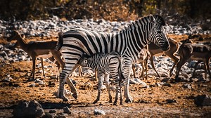 Ilyet még biztos nem láttál: pöttyös zebrát fotóztak Kenyában