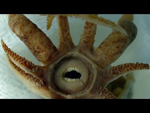 SQUID WITH HUMAN TEETH