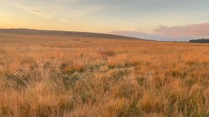 Pure Gold. Golden sunrise. Golden country. Golden dogs. Producing a Golden bird ( a single cock pheasant). Have a wonderful weekend friends. | Hungarian Wirehaired Vizsla - A dog for all reasons