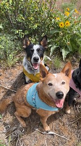 30K views · 3.2K reactions | A Cooling Wrap for humans too?  I hope...