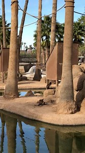 1K views · 48 reactions | If you didn’t know, our Safari Tram Ride is one of the best ways to get up close and personal views of a majority of our animals in our Safari Park. Our drivers educate you about the different species as you drive by and give you perfect opportunities to snap photos! #thingstodo #SafariPark #Rides | Wildlife World Zoo | Facebook