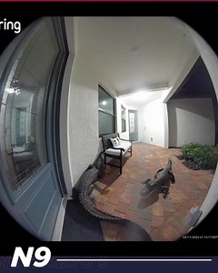 🐊🚪 ¡INSÓLITO MOMENTO: COCODRILOS TOCARON EL TIMBRE DE UNA CASA EN ESTADOS UNIDOS! 🎥 Una mujer quedó en shock tras revisar las cámaras de seguridad de su casa en Florida y descubrir que sus visitantes nocturnos no eran humanos… ¡sino una pareja de cocodrilos! Lo más increíble es que uno de ellos levantó su pata y presionó el timbre como si esperara que le abrieran la puerta. El curioso hecho quedó registrado en video y rápidamente se volvió viral en TikTok, generando sorpresa, risas y miles de