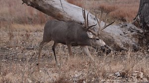 Mule Deer Buck Во время разлома: стоковое видео (без лицензионных платежей), 3955888423 | Shutterstock