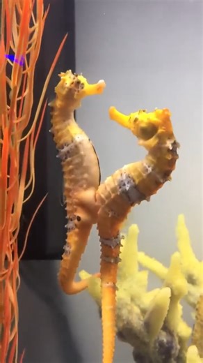 3.1K views · 13 reactions | Female seahorse transferring her eggs to the male | Xen Genetics | Facebook